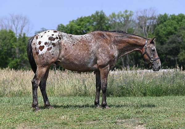ranch-work-appaloosa-horse
