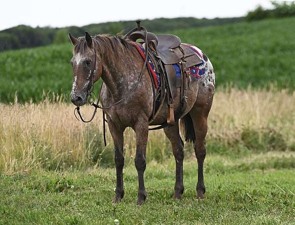 reining-appaloosa-horse