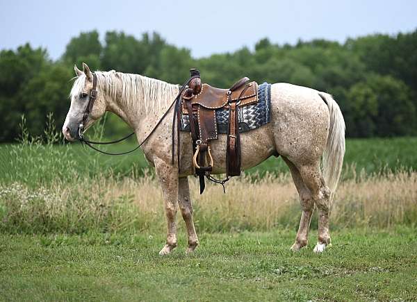 ranch-appaloosa-palomino-horse