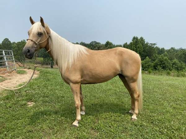 vetted-tennessee-walking-horse