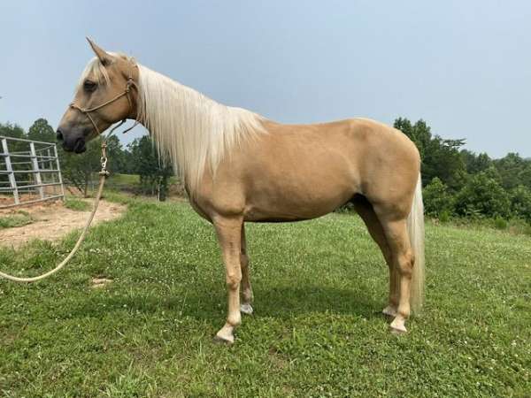 advanced-tennessee-walking-horse