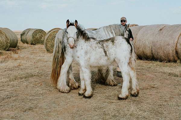 all-around-western-pleasure-gypsy-vanner-horse