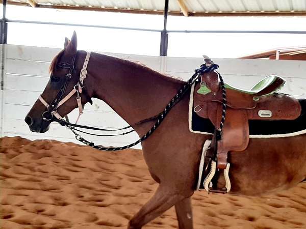 western-riding-arabian-horse