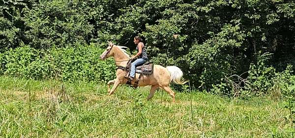 gaited-horse-kentucky-mountain