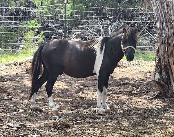 pinto-wcmhr-stallion