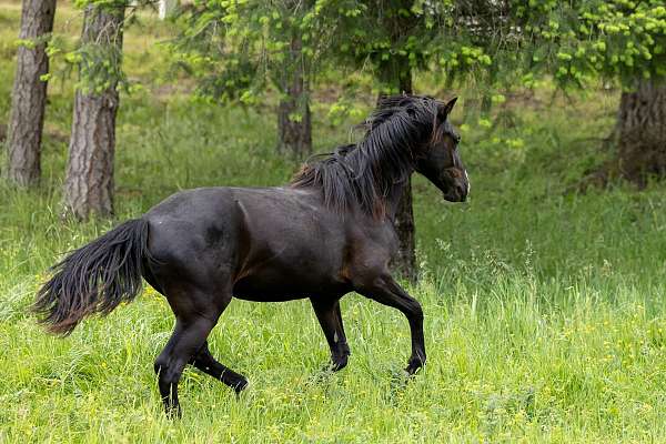 2022-filly-rocky-mountain-horse