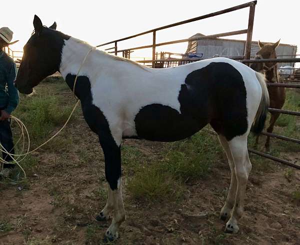 gaited-halter-paint-standardbred-horse