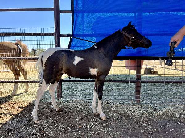roan-miniature-pinto-filly