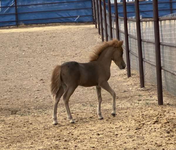 sorrel-appaloosa-miniature-colt-mare