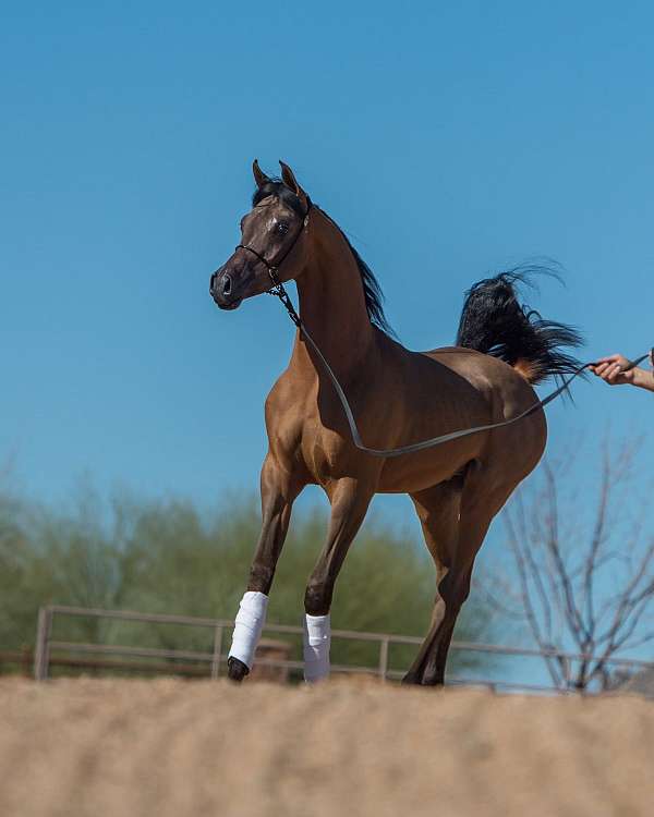 tons-of-potential-arabian-horse