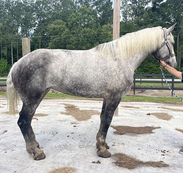 19-hand-grey-horse