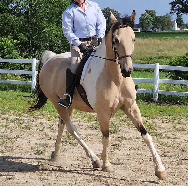 double-registered-saddlebred-horse