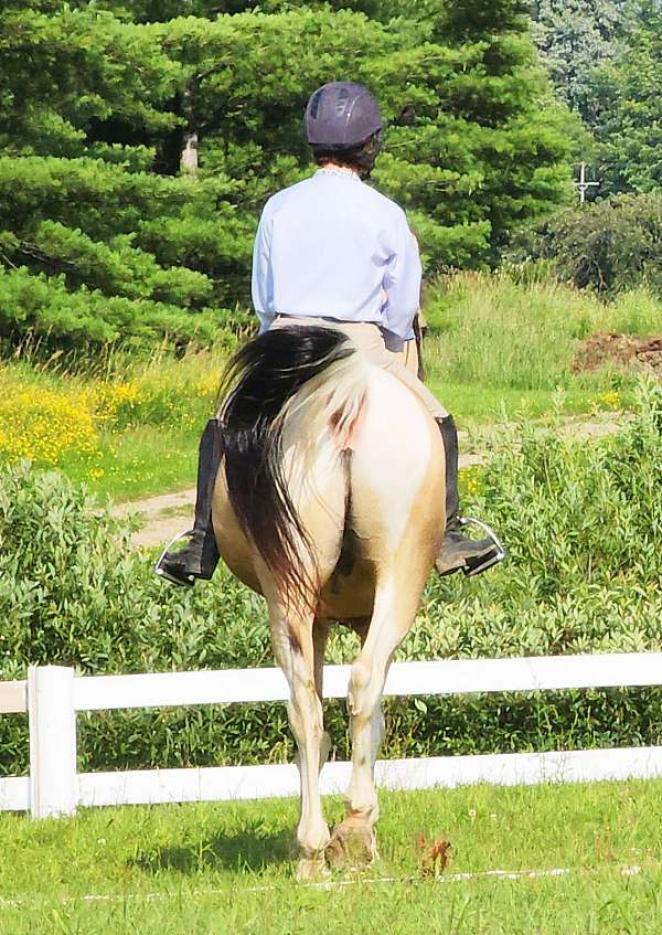 dressage-saddlebred-horse