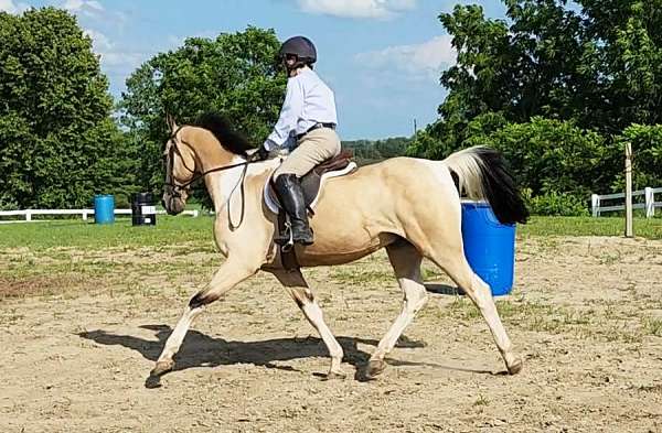 hunt-seat-equitation-saddlebred-horse