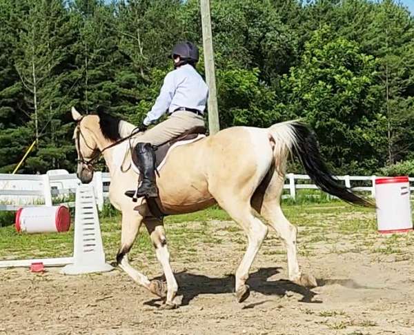 show-hack-saddlebred-horse