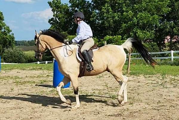 show-winner-saddlebred-horse