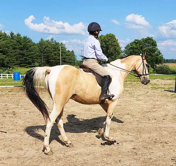 trail-saddlebred-horse