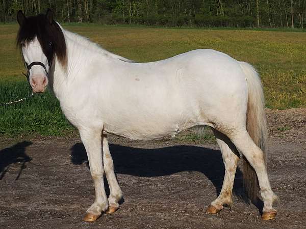 tobiano-splash-medicine-hat-horse