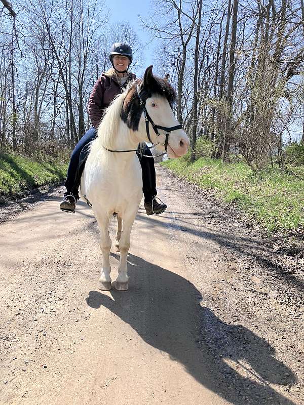 tovero-tobiano-splash-medicine-hat-horse
