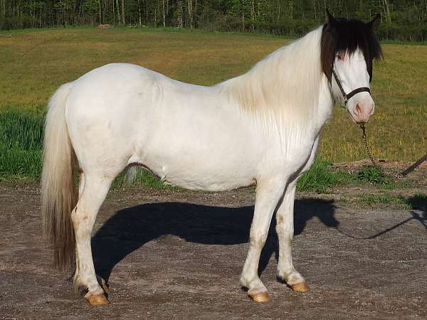 amazing-icelandic-horse