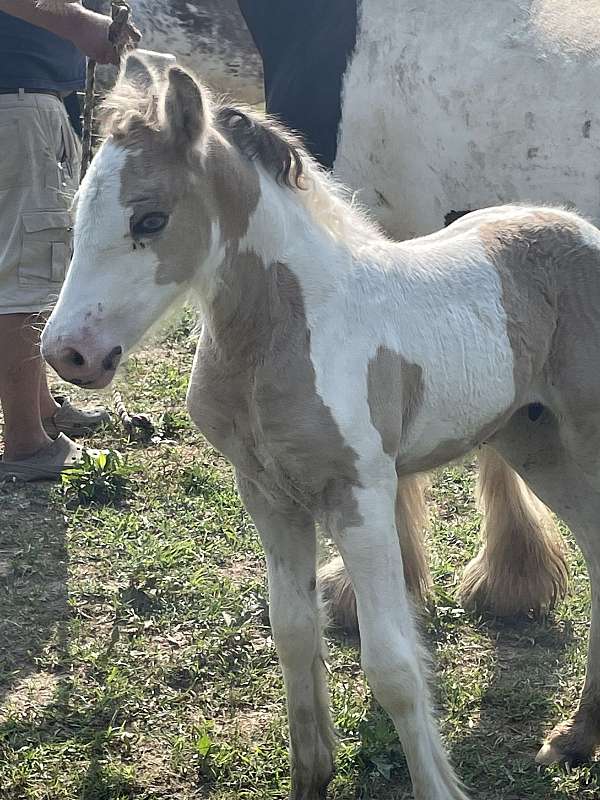 blue-roan-gvhs-filly-mare