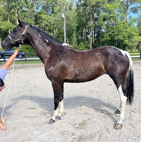 pinto-quarter-horse-mare