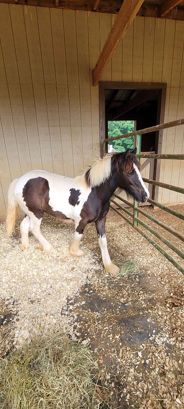 tobiano-gypsy-vanner-filly