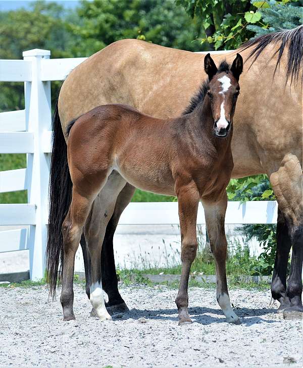 all-time-fancy-appendix-horse