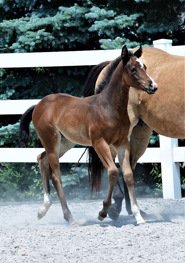 bay-filly-appendix-horse