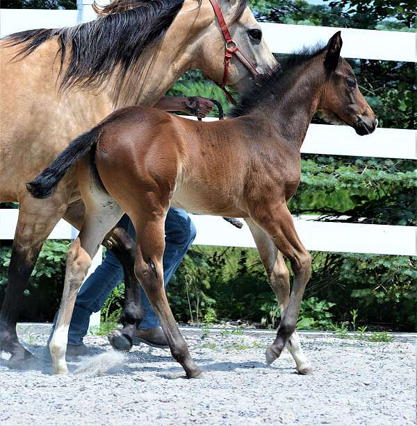 chocolate-appendix-horse