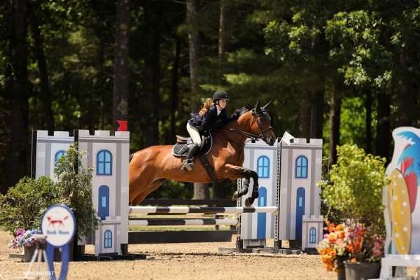 jumper-show-jumping-thoroughbred-horse