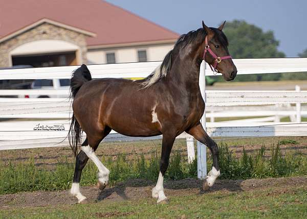 tsjalle-454-sport-elite-friesian-horse