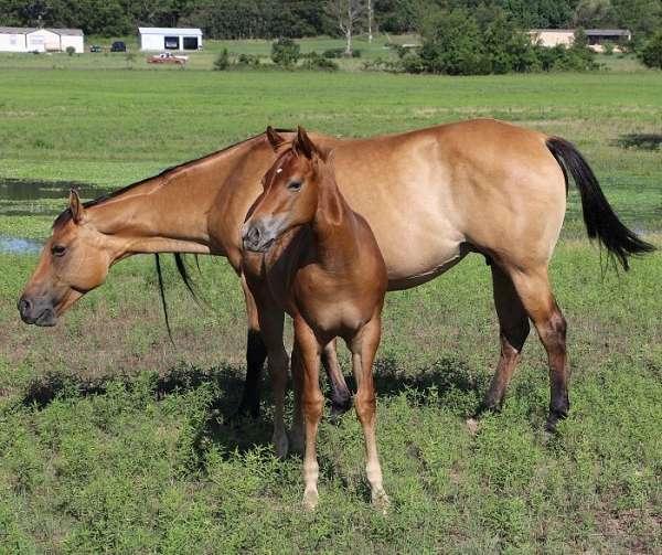 ranch-filly-broodmare