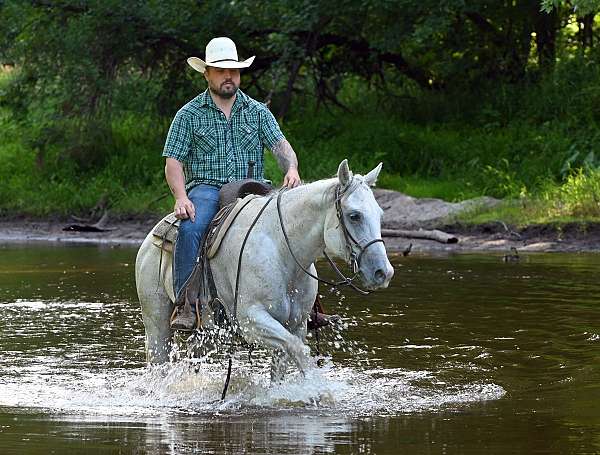 rodeo-quarter-horse