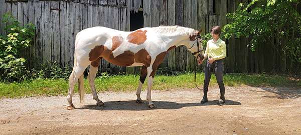 hunter-paint-horse