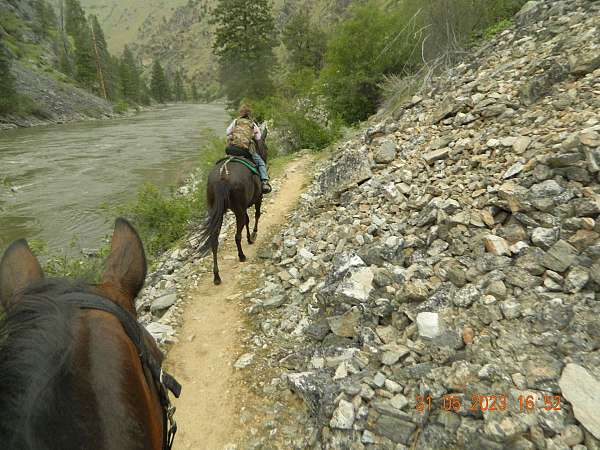 trail-mule