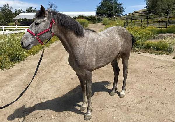 grey-andalusian-mare