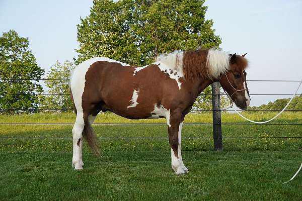 brown-white-pony