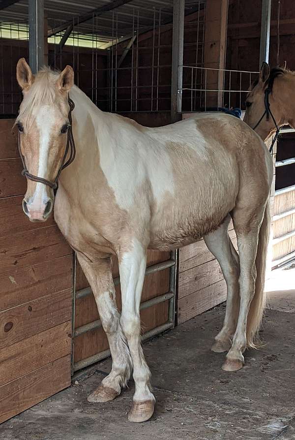 palomino-white-spotted-saddle-mare
