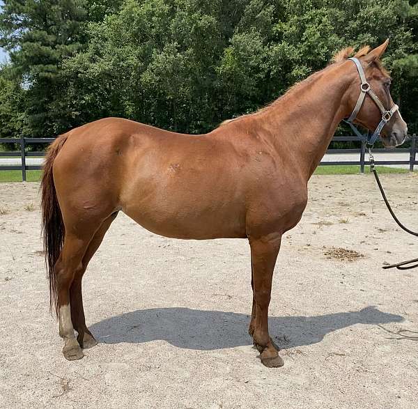 sorrel-quarter-horse-mare