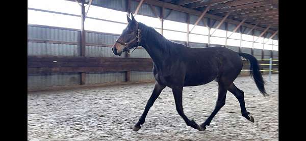 portland-dutch-warmblood-horse