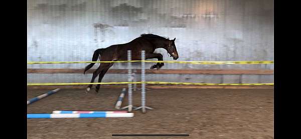 trailers-dutch-warmblood-horse