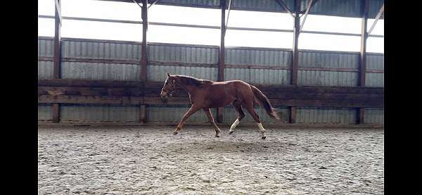 derby-prospect-dutch-warmblood-horse