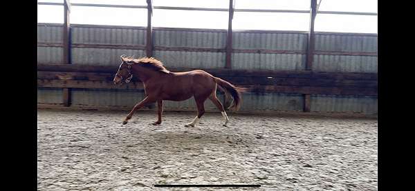 donnerhall-dutch-warmblood-horse