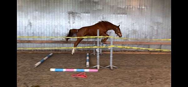 farrier-dutch-warmblood-horse