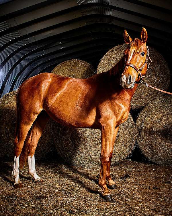 friendly-dutch-warmblood-horse