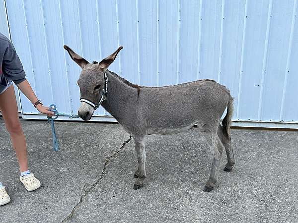 grey-donkey-filly
