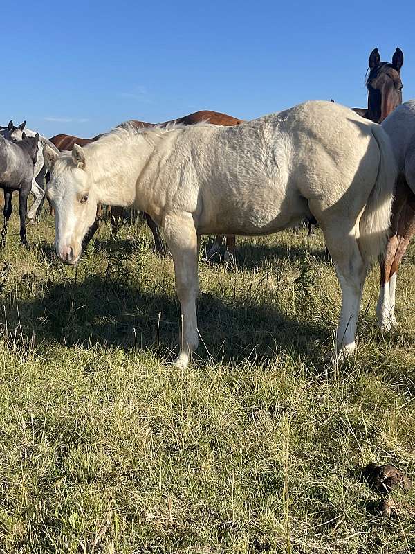 red-roan-roan-nrha-colt-stallion