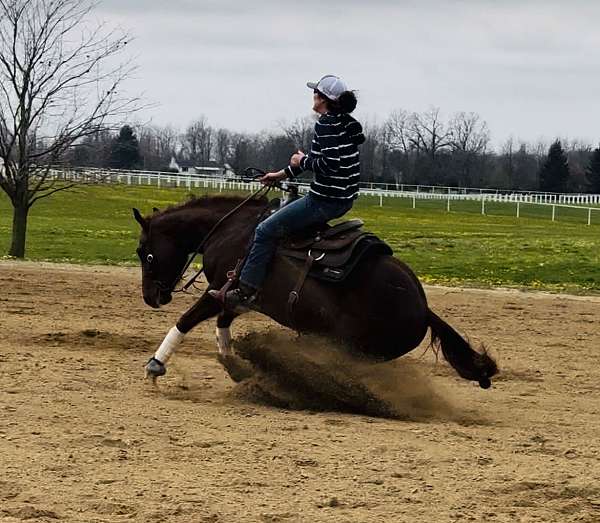 white-socks-horse