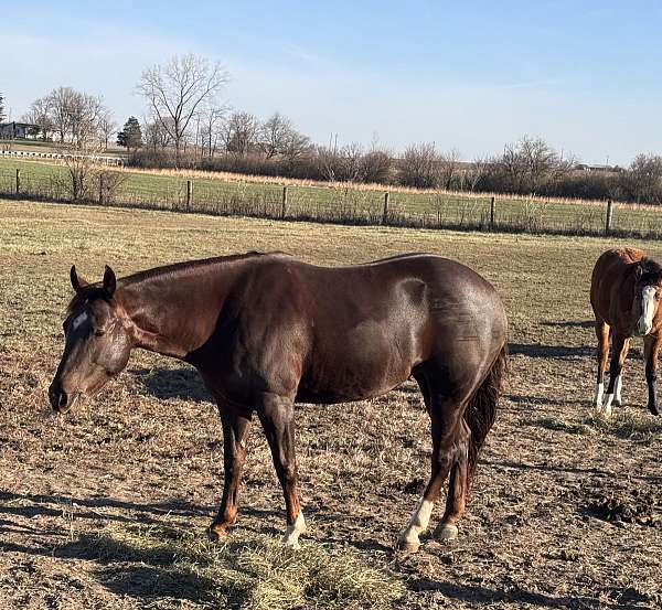 easy-to-ride-filly